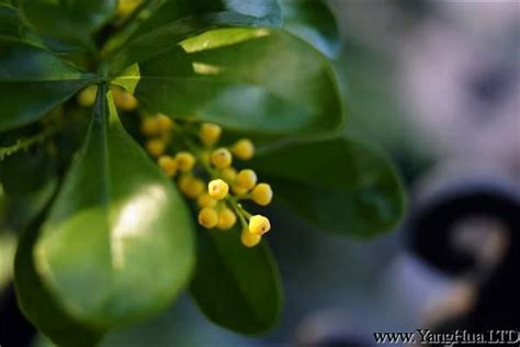 米蘭花花語|想知道米蘭花的花語是什麼嗎？米蘭花的傳說